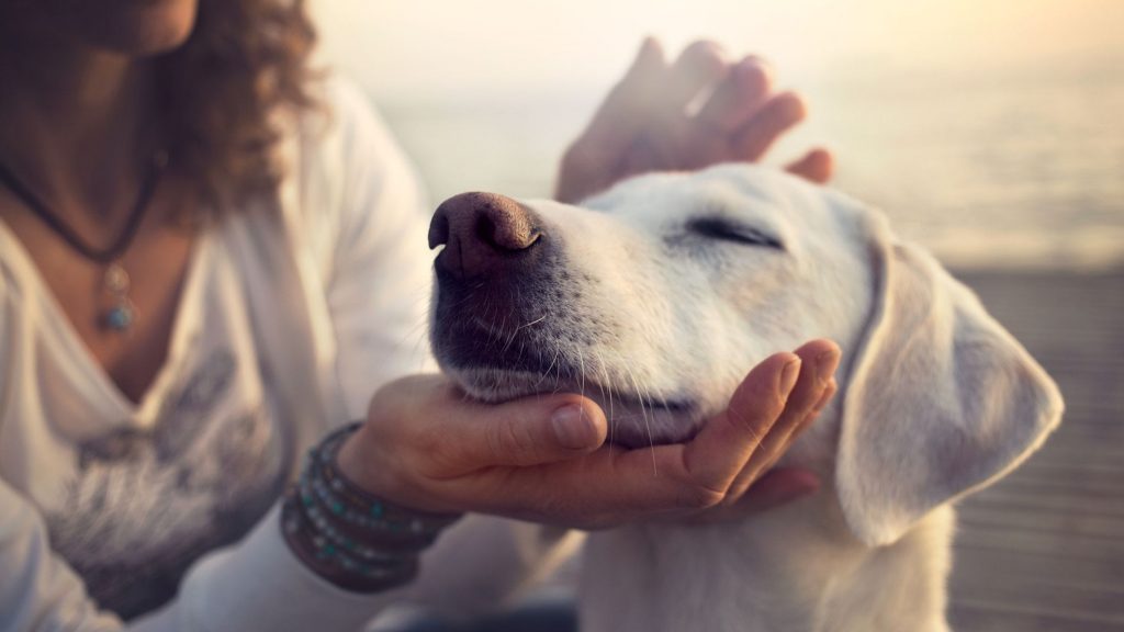 Why Our Canine Companions Crave a Good Petting Session插图4