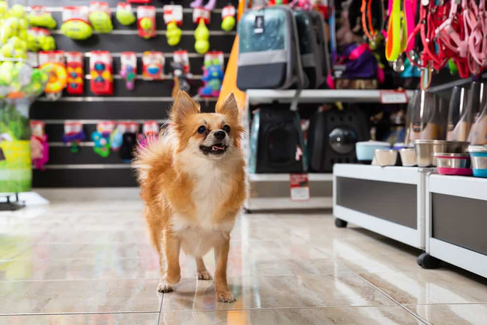 Dogs in lowes: Leash or Leave It?插图3