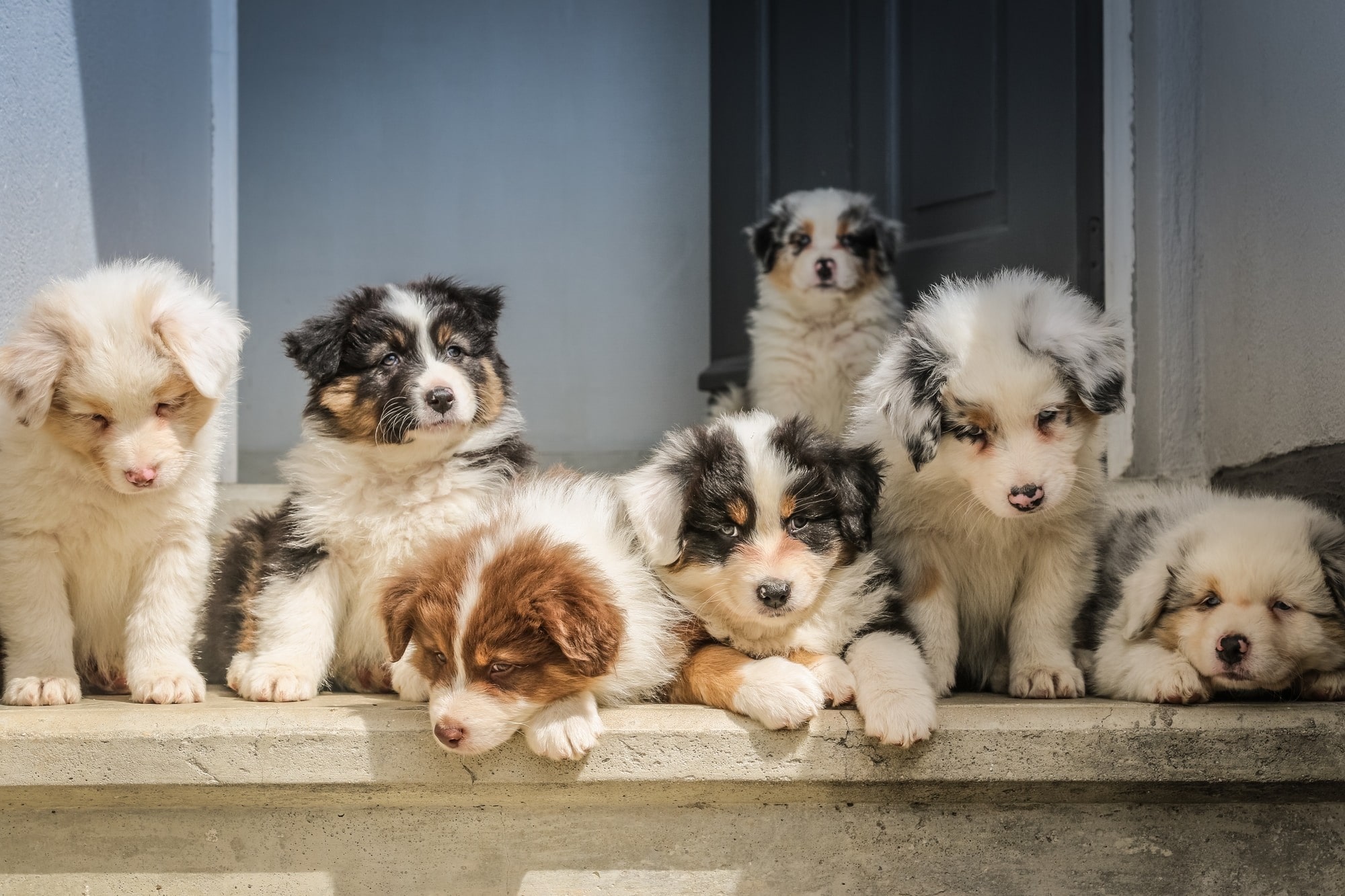 gold star dog training