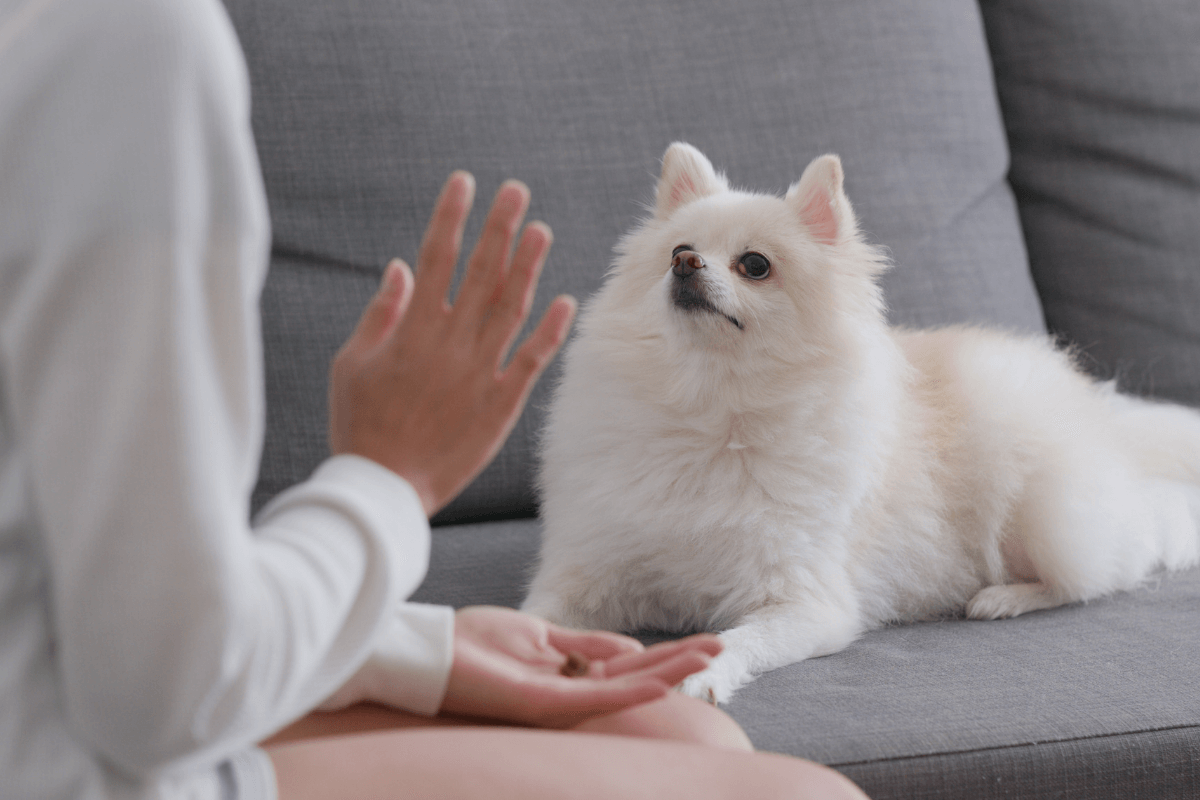 dog training hand signals chart
