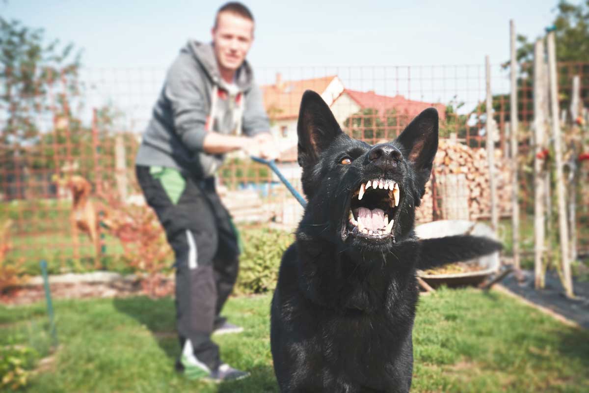aggressive dog trainer