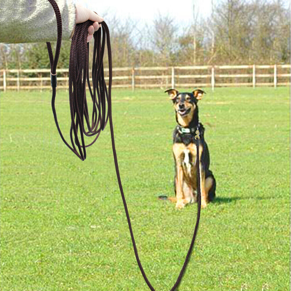 Unleashing Potential: Mastering Long Leash Dog Training缩略图
