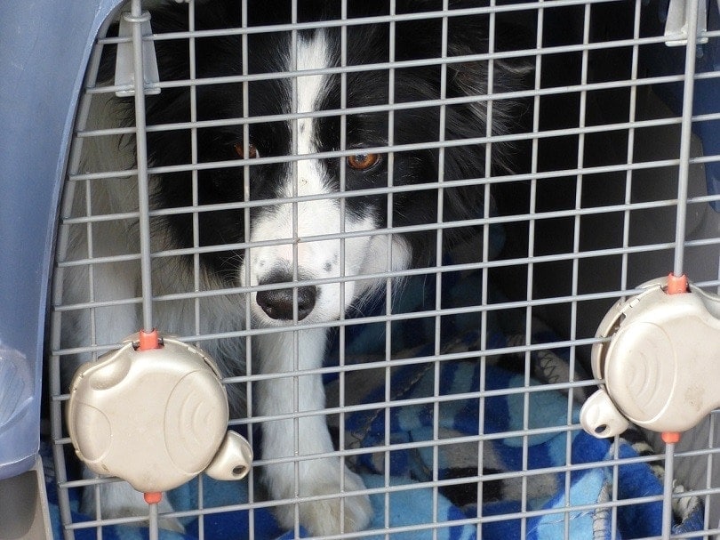 crate training a dog with separation anxiety