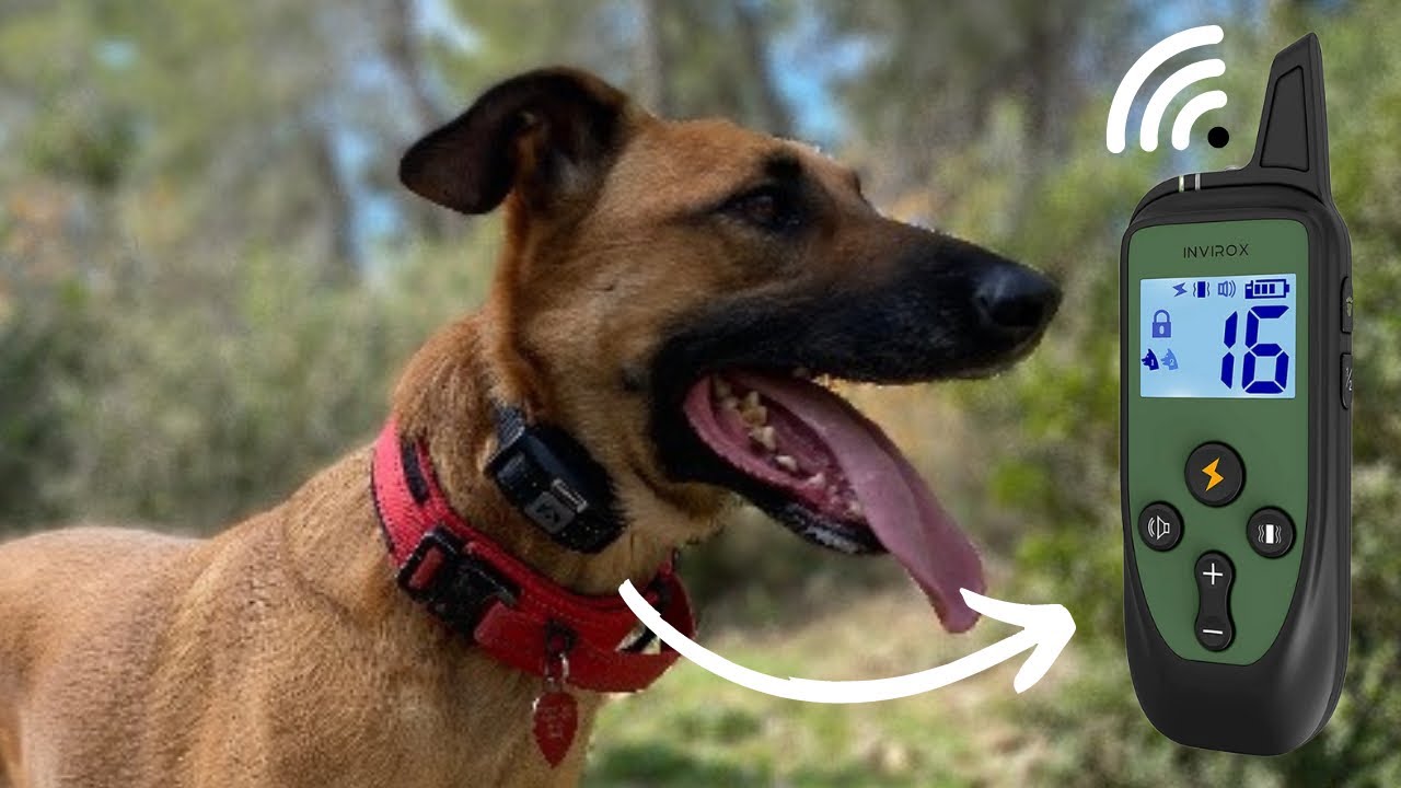 invirox dog training  collar