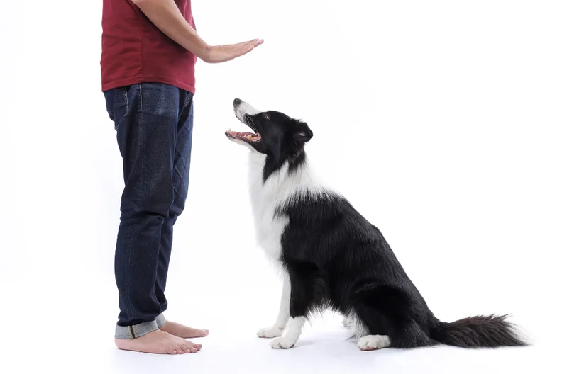 Dog Training Hand Signals Guide插图1