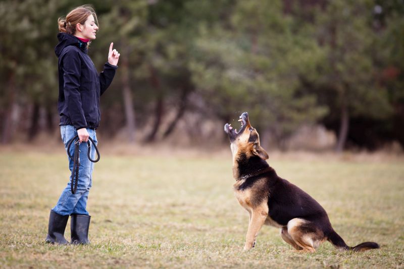 dog trainer for  aggressive dogs