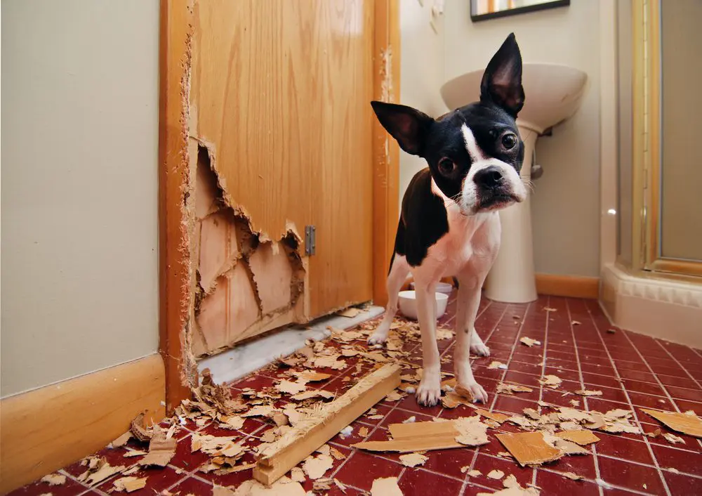 crate training a dog with separation anxiety