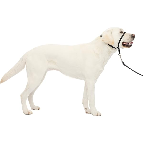 invirox dog training  collar