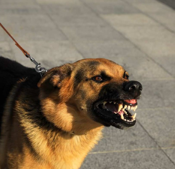 board and train for aggressive dogs