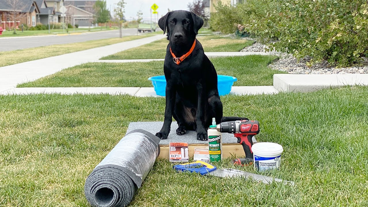 dog training place board