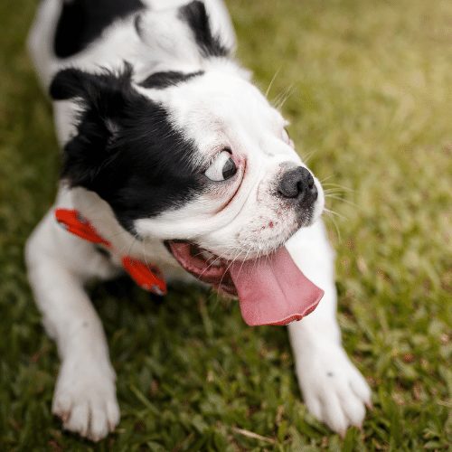 crate training a dog with separation anxiety