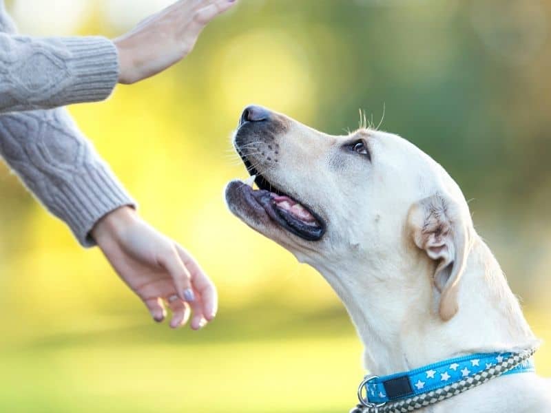 Dog Training Hand Signals Guide插图4