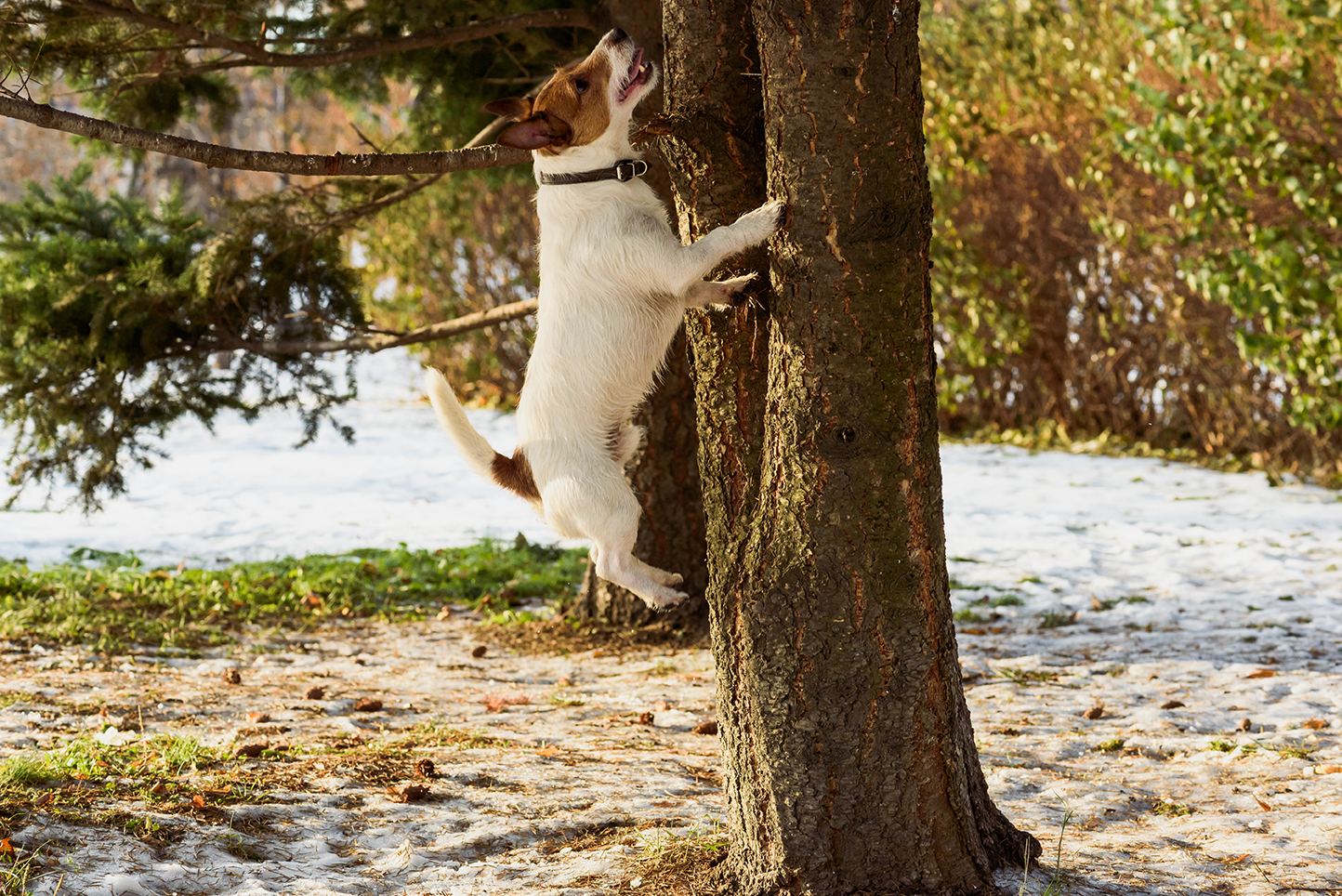 Unleashing the Hunter Within: A Guide to Squirrel Dog Training缩略图