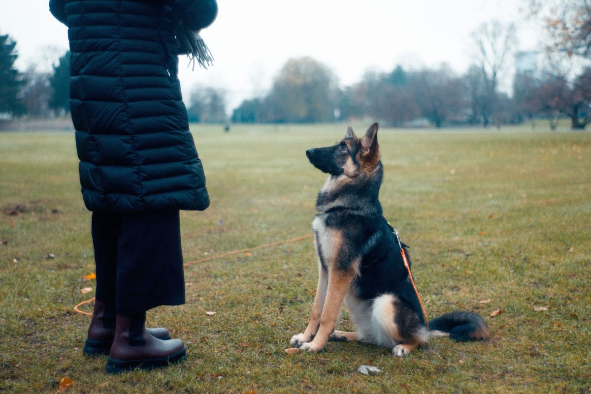 4 quadrants of dog training