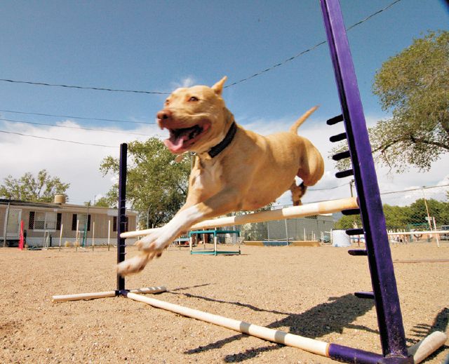 acoma dog training