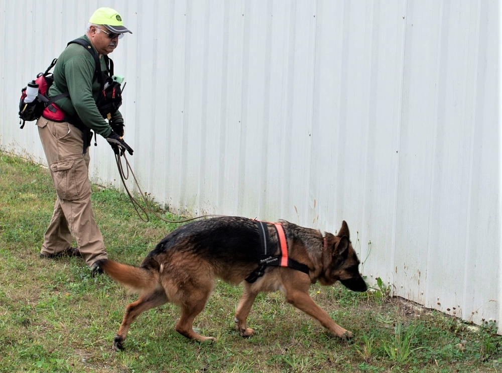 rescue trained dogs