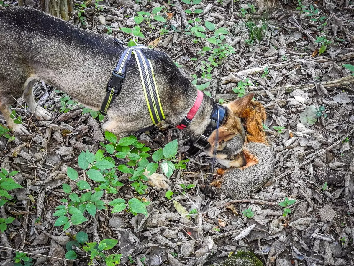 train a squirrel dog