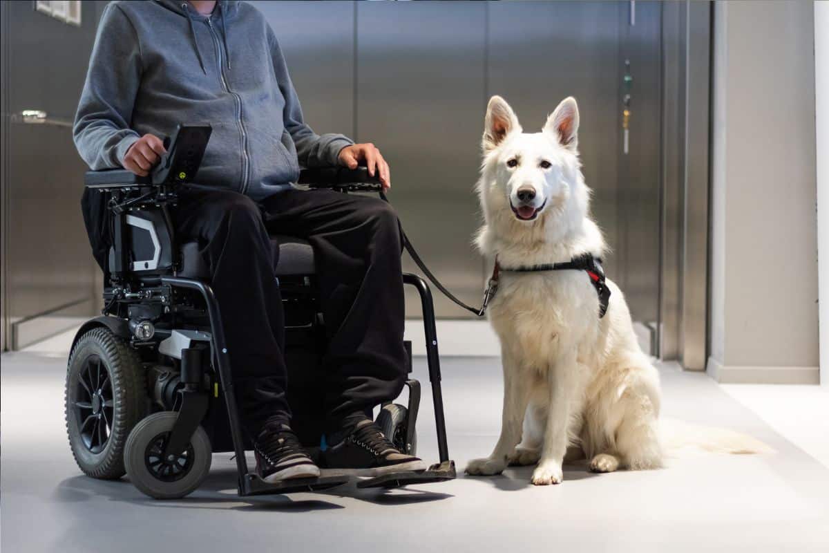 Making a Difference: How to Become a Service Dog Trainer缩略图