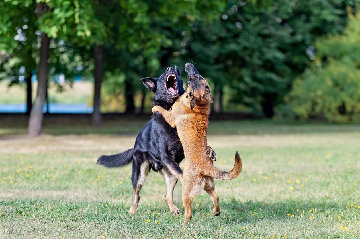 dog trainer  aggression