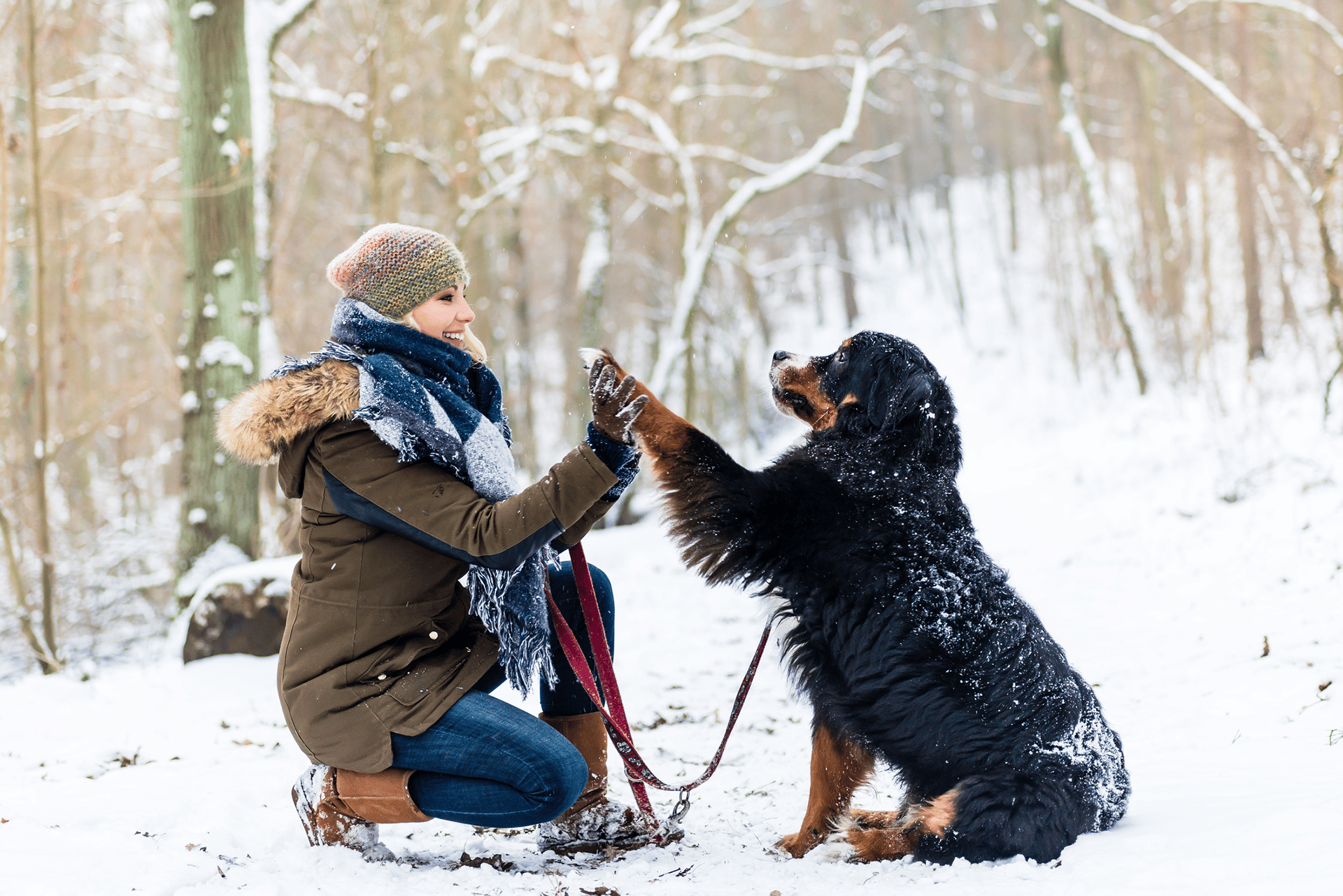 paws up dog training