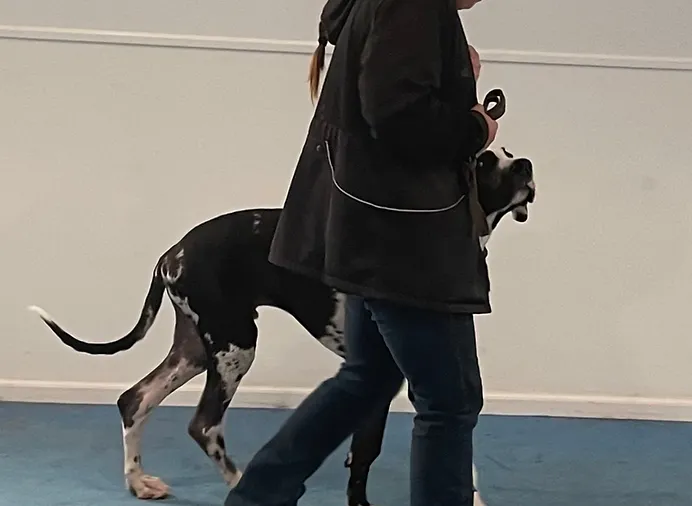 service dog board and train