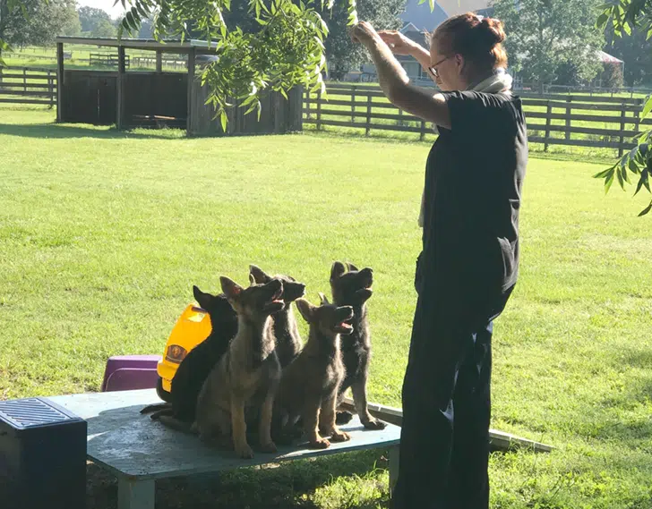 dog trainer apprentice