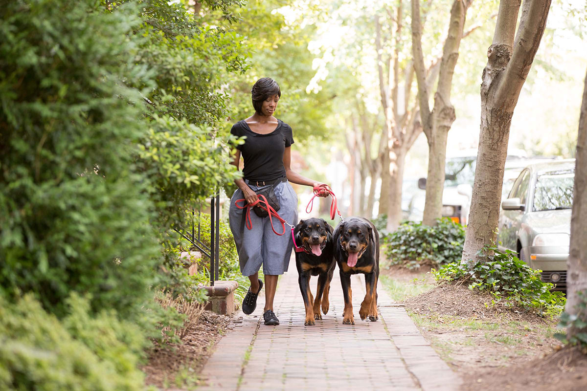 dog training apprenticeship