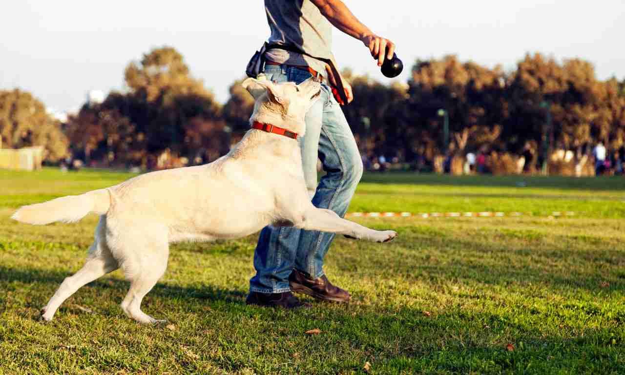 pack leader dog training