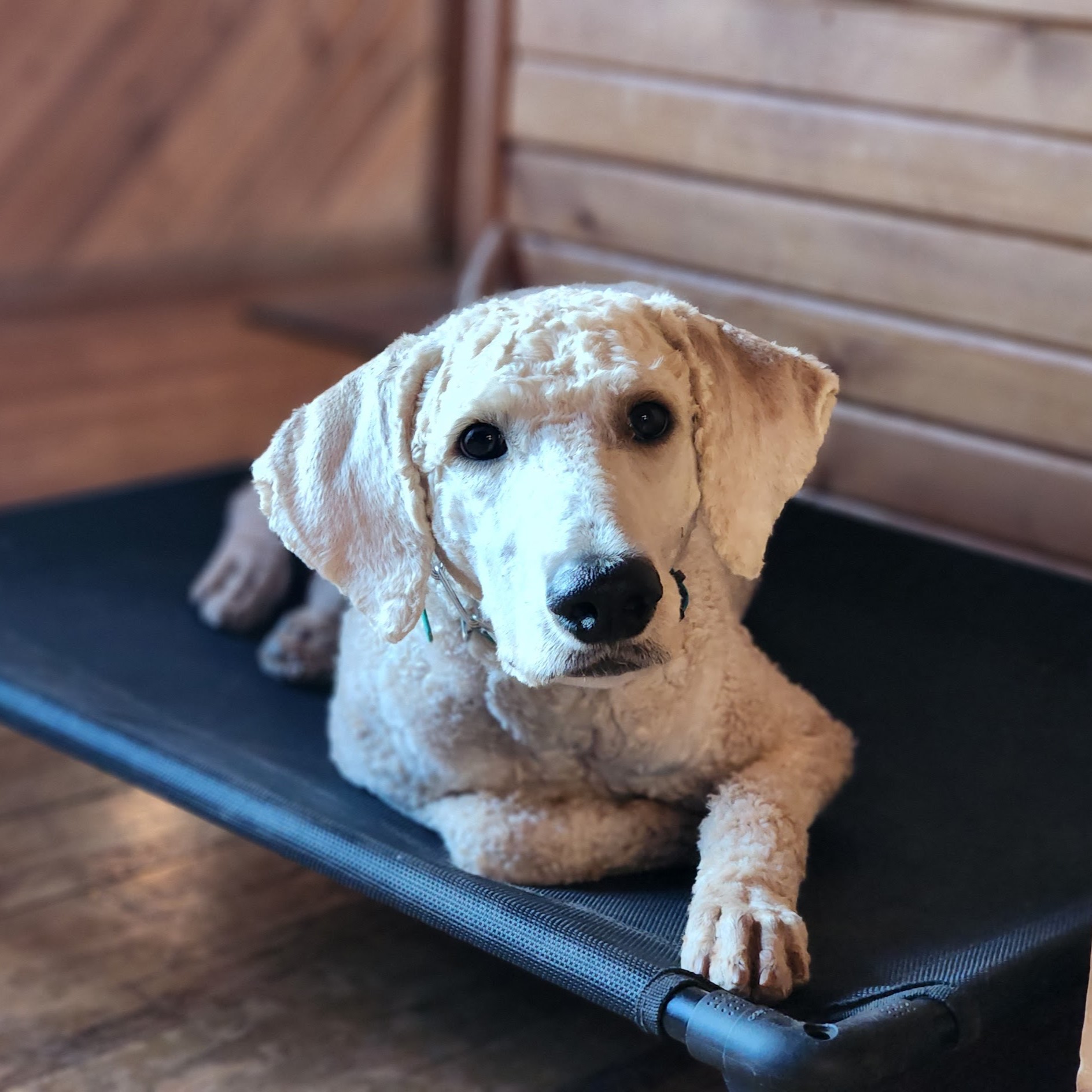 service dog board and train