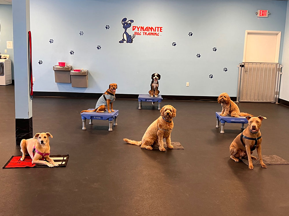 dog day training