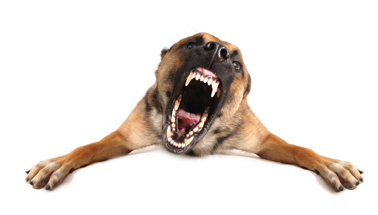 dog trainer  aggression