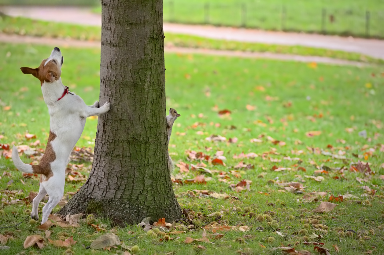 train a squirrel dog