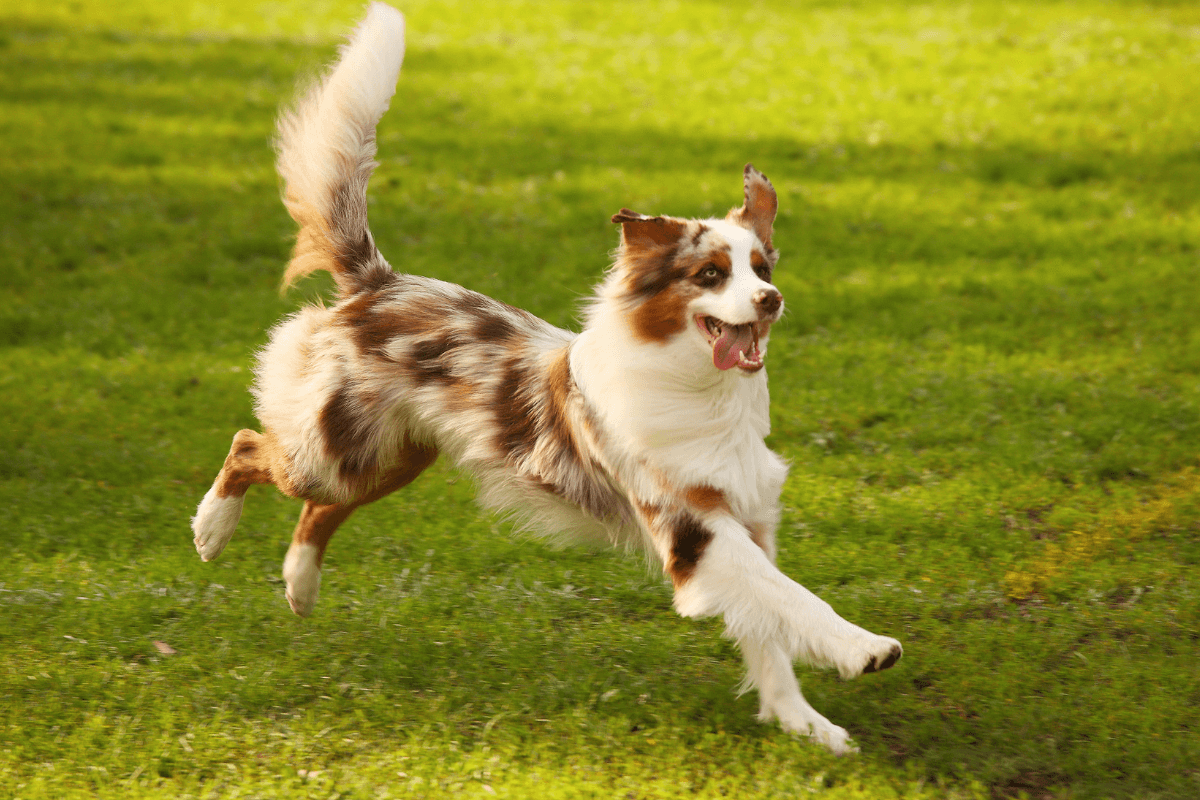 squirrel dog training