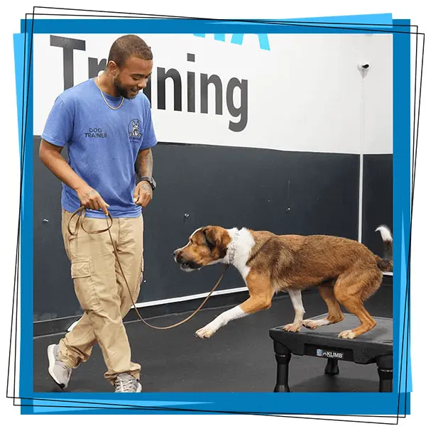 service dog trainer certification