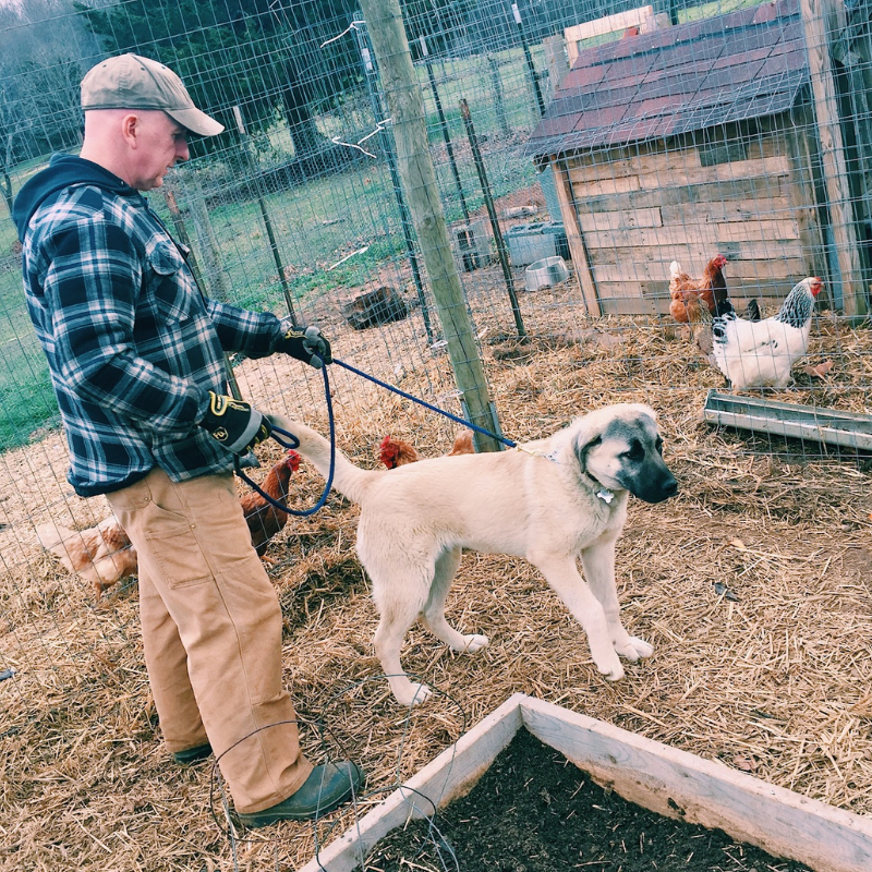 livestock guardian dog training