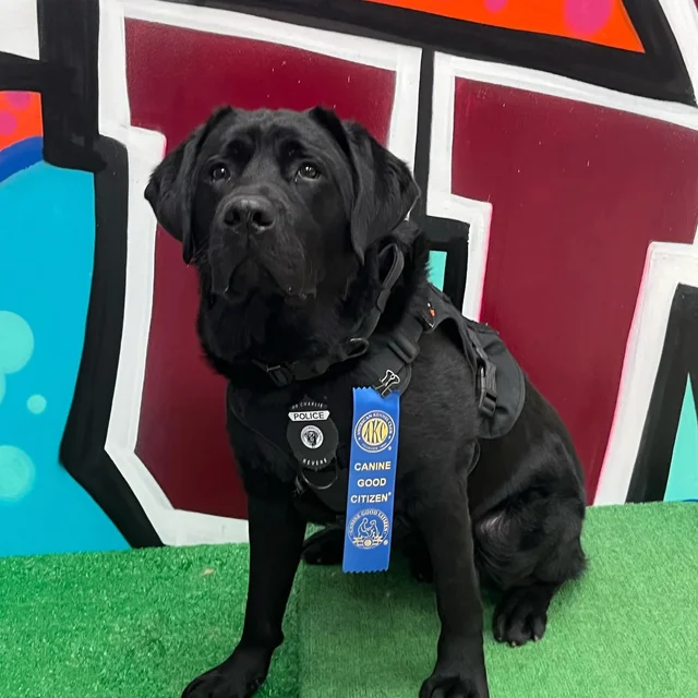 service dog trainer