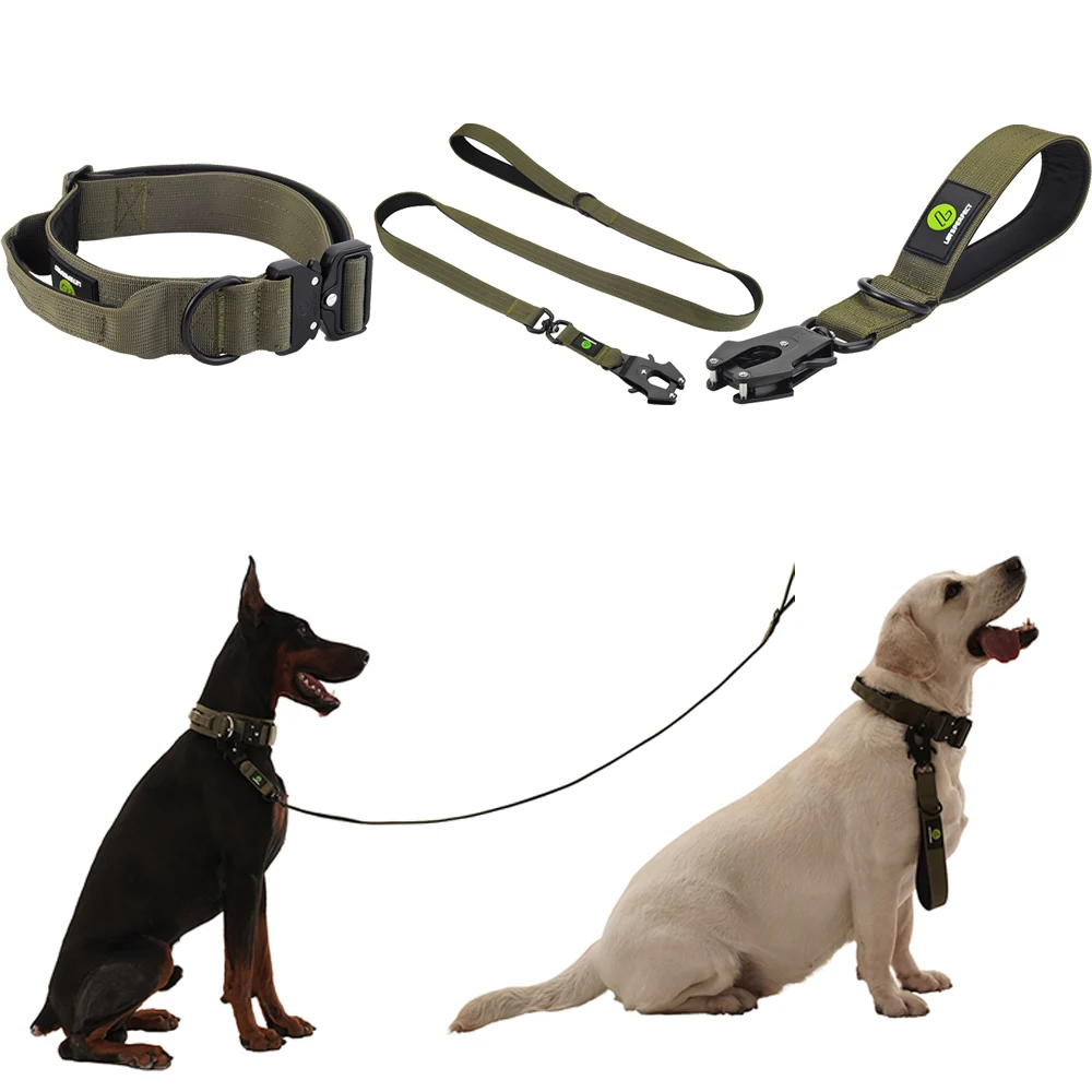 the lead dog training