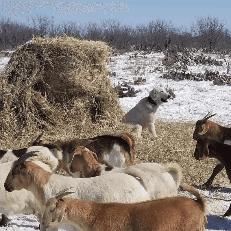 livestock guardian dog training