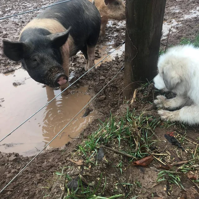 livestock guardian dog training