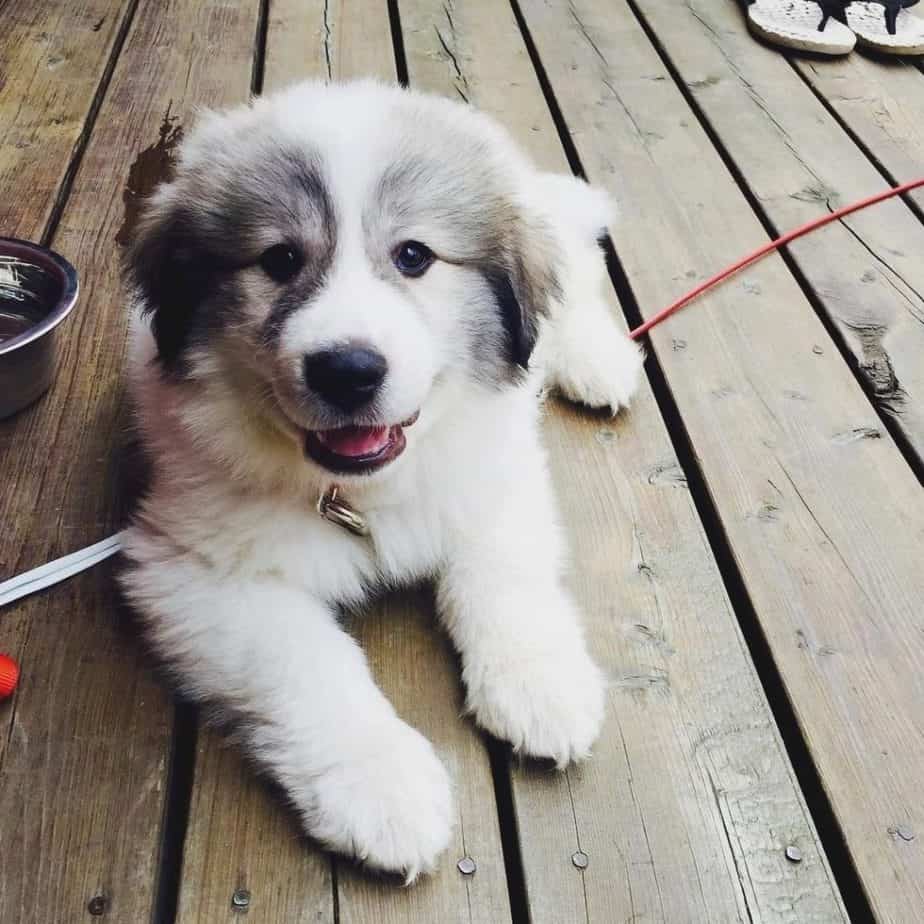 train a great pyrenees dog