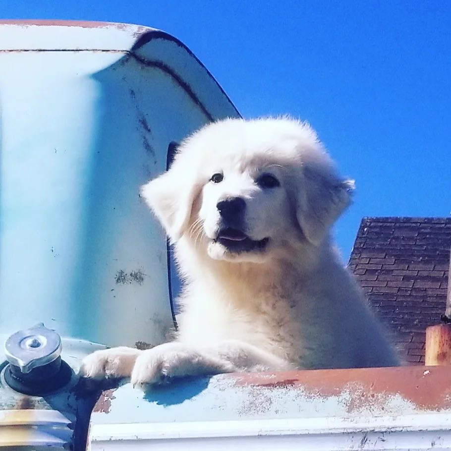 great pyrenees dog