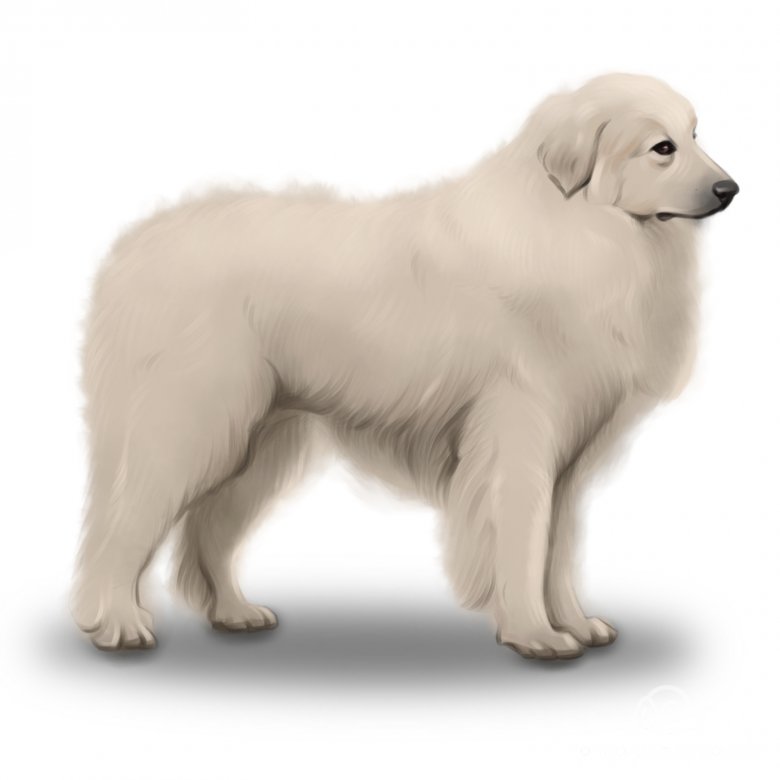 great pyrenees dog