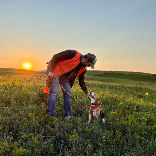 dog training