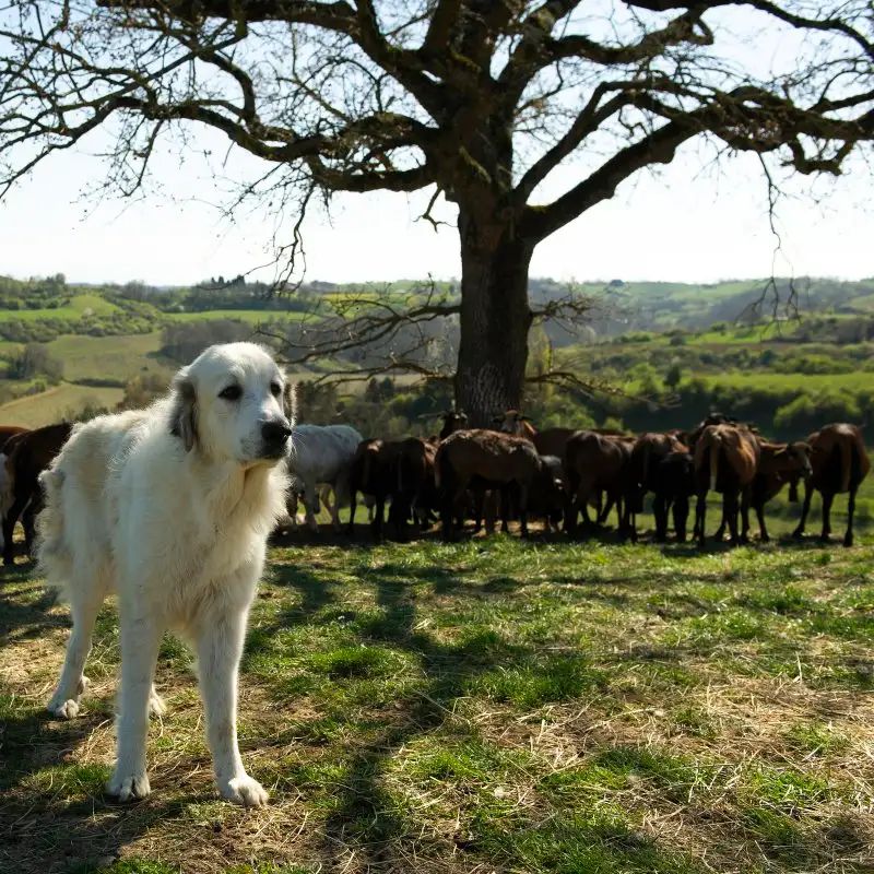 guardian dog