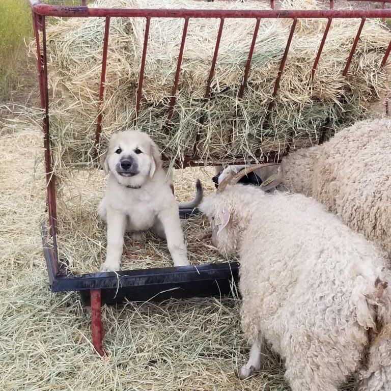 guardian dog