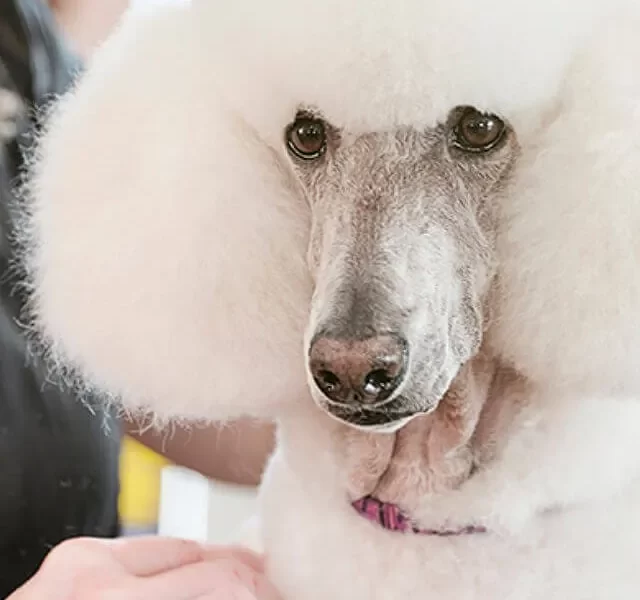 diy dog grooming