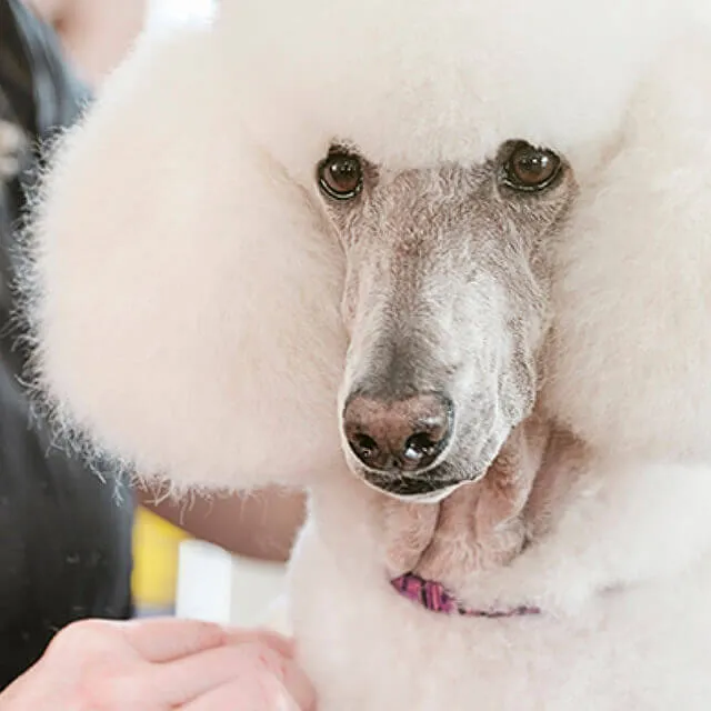 diy dog grooming