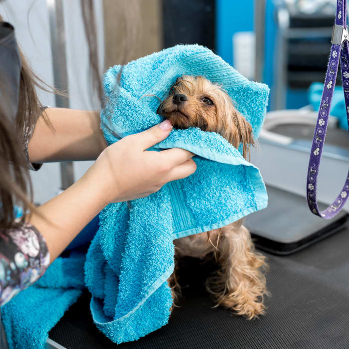 dog grooming