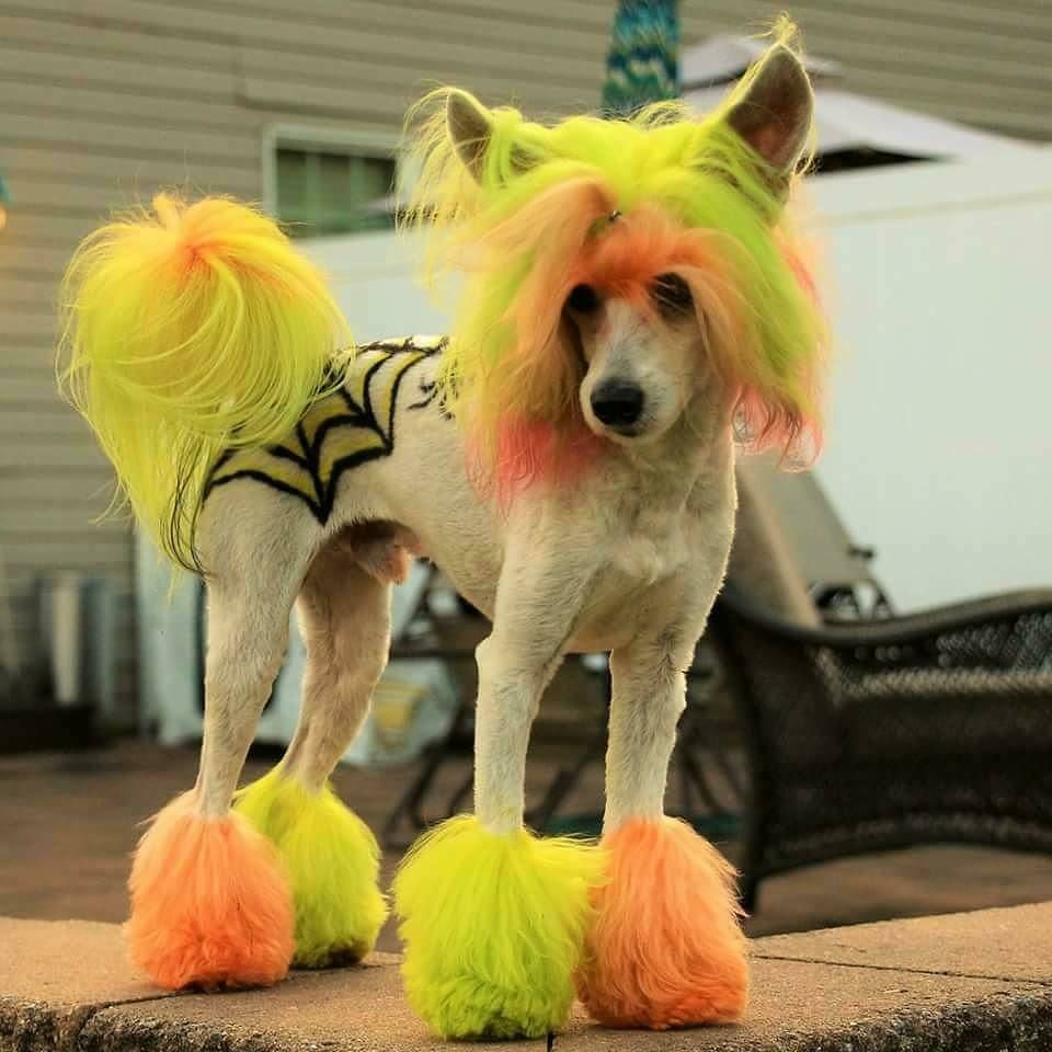 creative dog grooming