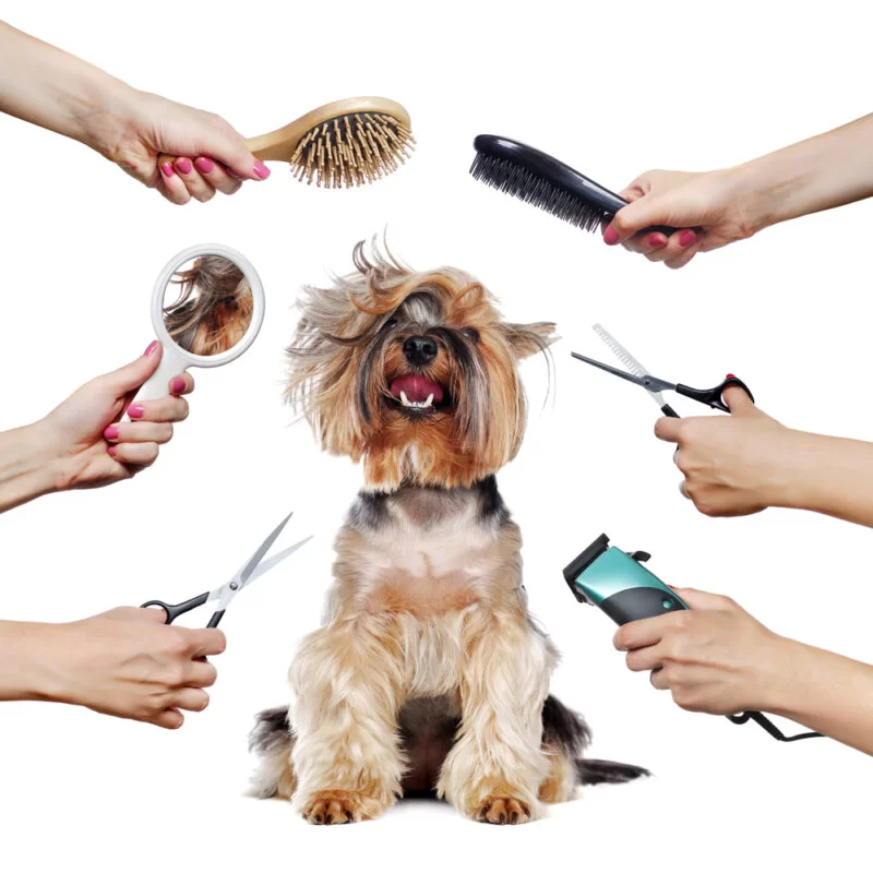 dog grooming insurance